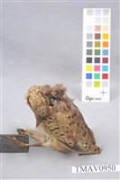 藏品(棕三趾鶉)的圖片